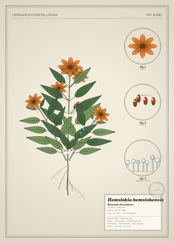 Botanische Tafel: Hemslohia hemslohensis, eine erfundene Pflanze aus Hemsloh, gezeichnet wie in einem alten Pflanzenatlas
