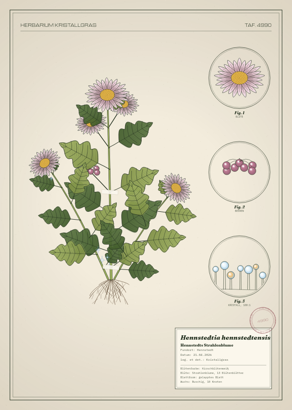 Botanische Tafel: Hennstedtia hennstedtensis, eine erfundene Pflanze aus Hennstedt, gezeichnet wie in einem alten Pflanzenatlas