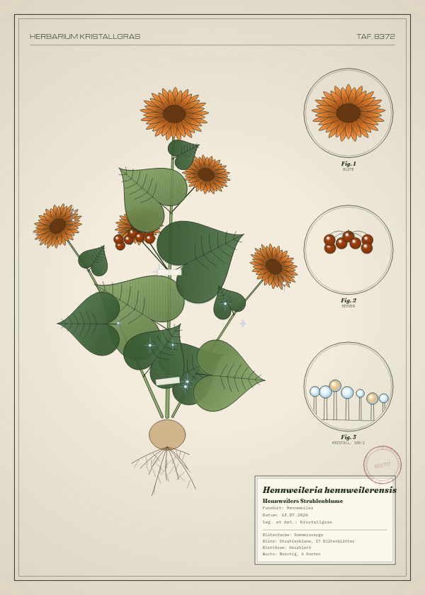 Botanische Tafel: Hennweileria hennweilerensis, eine erfundene Pflanze aus Hennweiler, gezeichnet wie in einem alten Pflanzenatlas