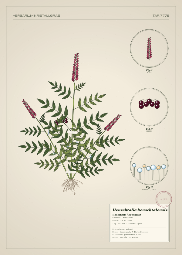 Botanische Tafel: Henschtalia henschtalensis, eine erfundene Pflanze aus Henschtal, gezeichnet wie in einem alten Pflanzenatlas