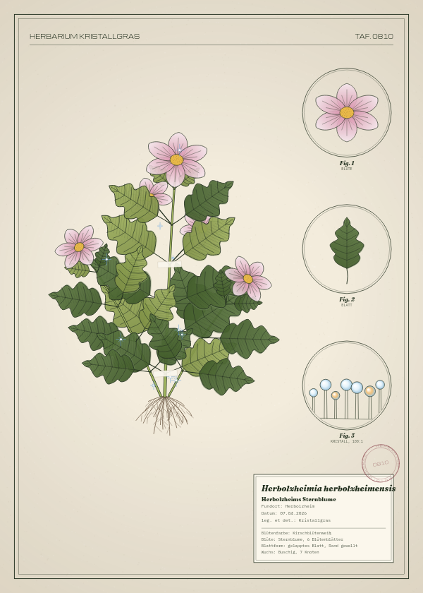 Botanische Tafel: Herbolzheimia herbolzheimensis, eine erfundene Pflanze aus Herbolzheim, gezeichnet wie in einem alten Pflanzenatlas