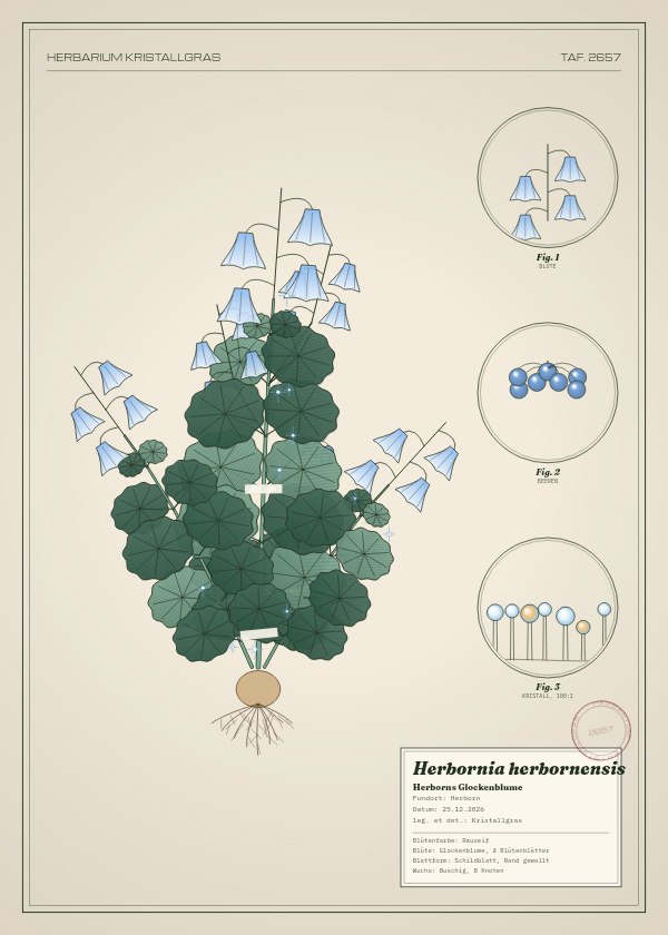 Botanische Tafel: Herbornia herbornensis, eine erfundene Pflanze aus Herborn, gezeichnet wie in einem alten Pflanzenatlas
