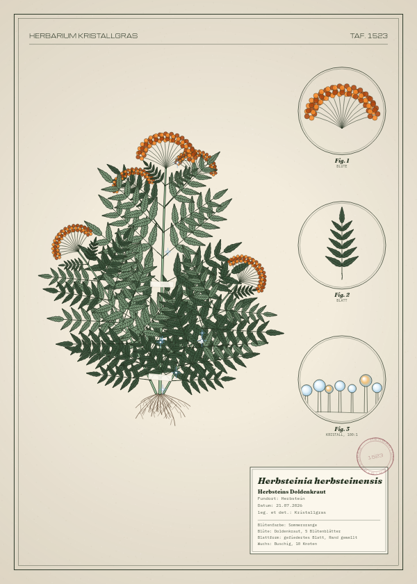 Botanische Tafel: Herbsteinia herbsteinensis, eine erfundene Pflanze aus Herbstein, gezeichnet wie in einem alten Pflanzenatlas
