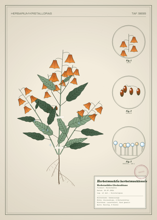 Botanische Tafel: Herbstmuehlia herbstmuehlensis, eine erfundene Pflanze aus Herbstmühle, gezeichnet wie in einem alten Pflanzenatlas