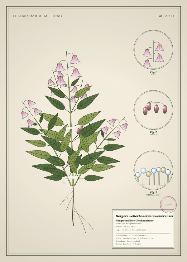 Botanische Tafel: Hergersweileria hergersweilerensis, eine erfundene Pflanze aus Hergersweiler, gezeichnet wie in einem alten Pflanzenatlas