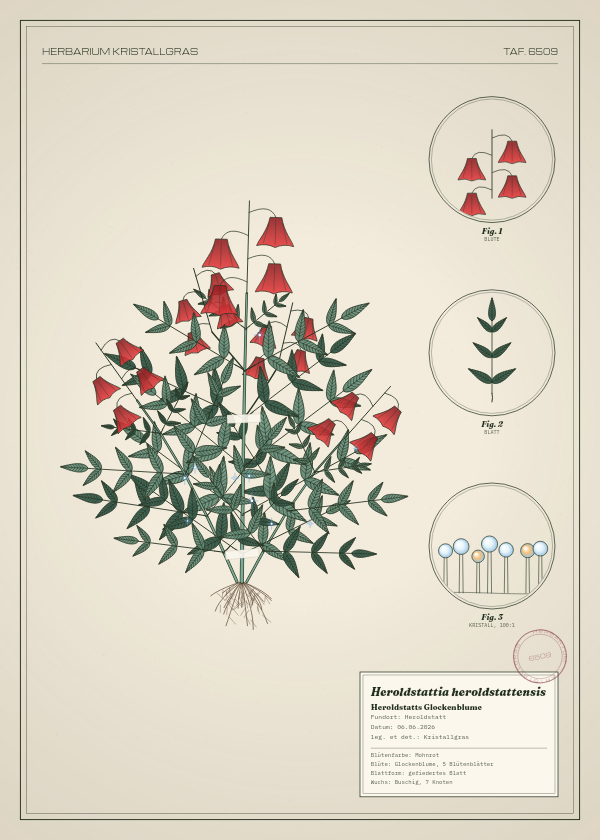 Botanische Tafel: Heroldstattia heroldstattensis, eine erfundene Pflanze aus Heroldstatt, gezeichnet wie in einem alten Pflanzenatlas