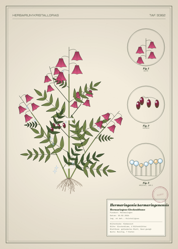 Botanische Tafel: Hermaringenia hermaringenensis, eine erfundene Pflanze aus Hermaringen, gezeichnet wie in einem alten Pflanzenatlas
