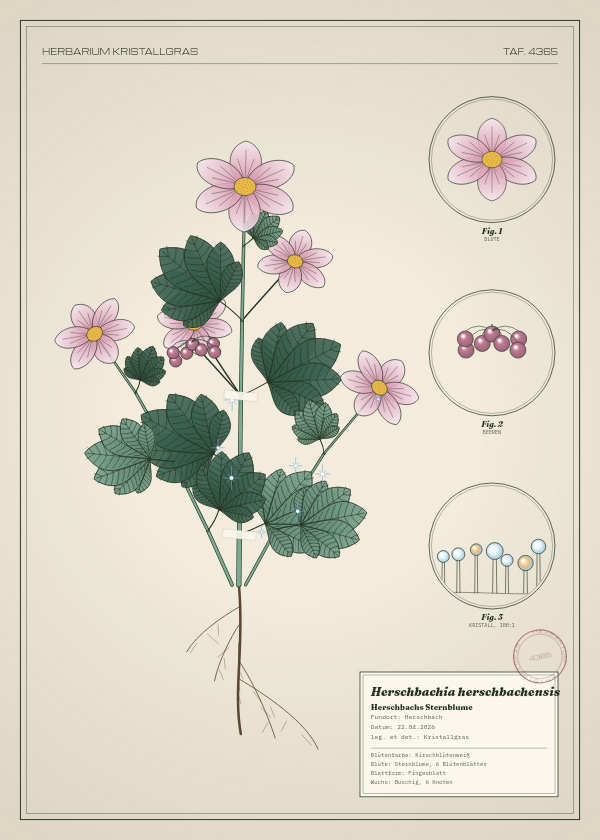 Botanische Tafel: Herschbachia herschbachensis, eine erfundene Pflanze aus Herschbach, gezeichnet wie in einem alten Pflanzenatlas