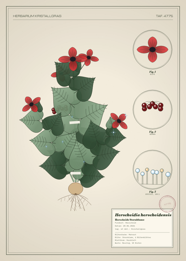 Botanische Tafel: Herscheidia herscheidensis, eine erfundene Pflanze aus Herscheid, gezeichnet wie in einem alten Pflanzenatlas