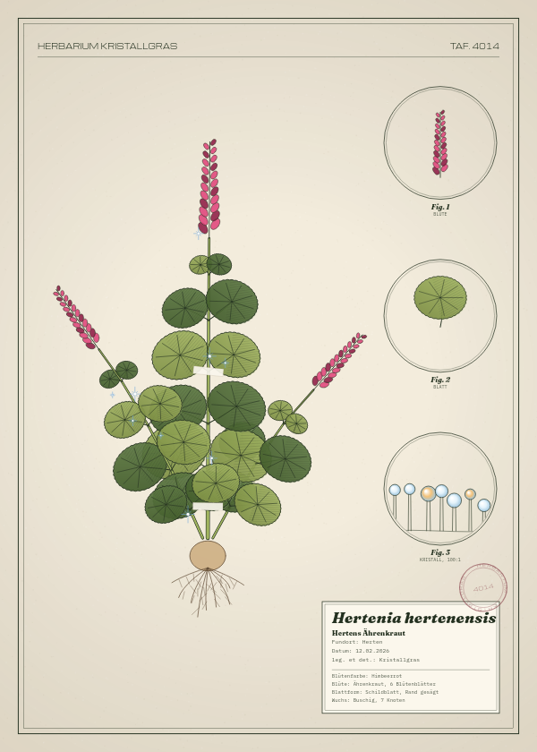 Botanische Tafel: Hertenia hertenensis, eine erfundene Pflanze aus Herten, gezeichnet wie in einem alten Pflanzenatlas