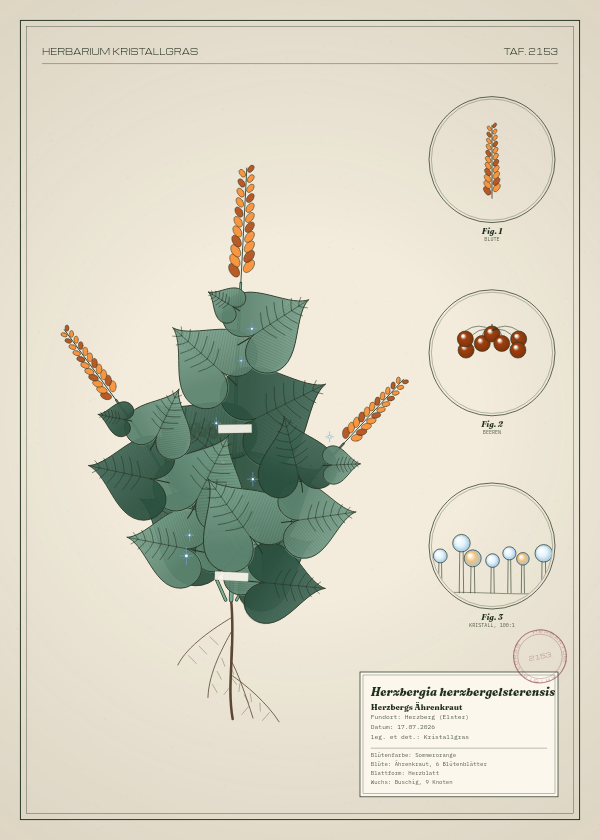 Botanische Tafel: Herzbergia herzbergelsterensis, eine erfundene Pflanze aus Herzberg (Elster), gezeichnet wie in einem alten Pflanzenatlas