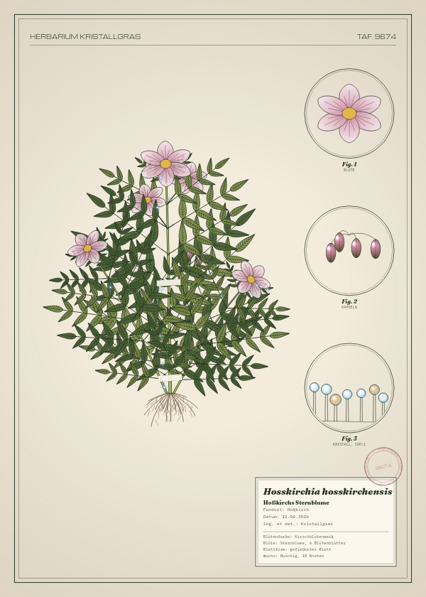 Botanische Tafel: Hosskirchia hosskirchensis, eine erfundene Pflanze aus Hoßkirch, gezeichnet wie in einem alten Pflanzenatlas