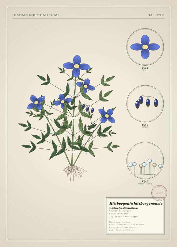 Botanische Tafel: Hittbergenia hittbergenensis, eine erfundene Pflanze aus Hittbergen, gezeichnet wie in einem alten Pflanzenatlas