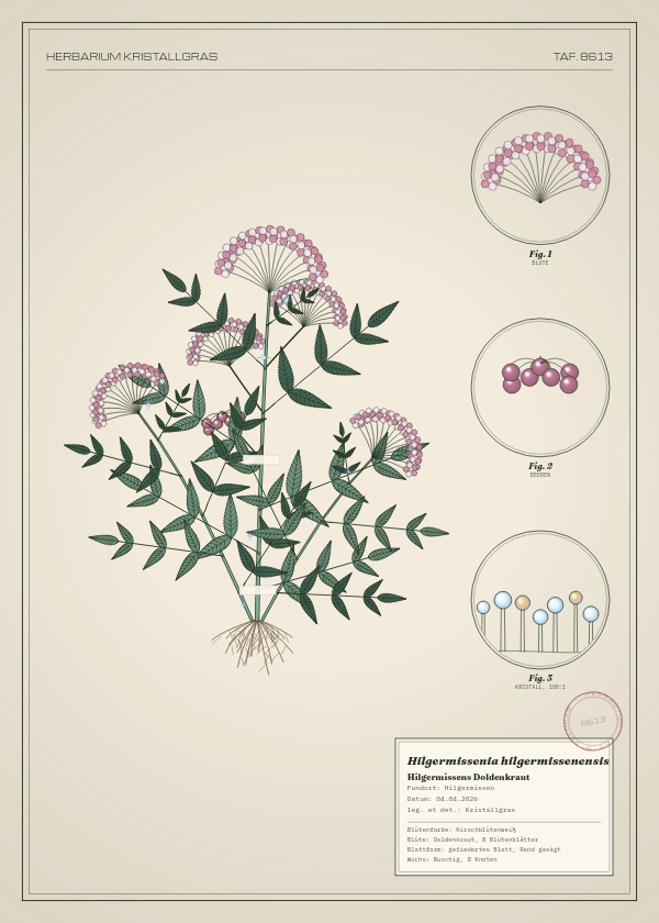 Botanische Tafel: Hilgermissenia hilgermissenensis, eine erfundene Pflanze aus Hilgermissen, gezeichnet wie in einem alten Pflanzenatlas