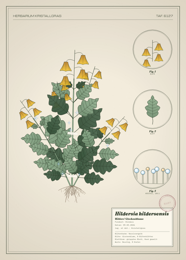 Botanische Tafel: Hildersia hildersensis, eine erfundene Pflanze aus Hilders, gezeichnet wie in einem alten Pflanzenatlas