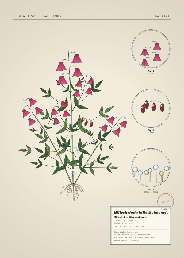 Botanische Tafel: Hillesheimia hillesheimensis, eine erfundene Pflanze aus Hillesheim, gezeichnet wie in einem alten Pflanzenatlas