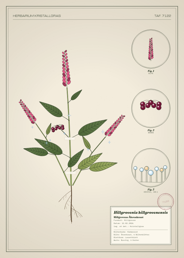 Botanische Tafel: Hillgrovenia hillgrovenensis, eine erfundene Pflanze aus Hillgroven, gezeichnet wie in einem alten Pflanzenatlas