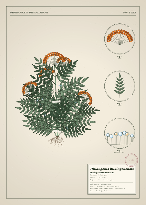 Botanische Tafel: Hilzingenia hilzingenensis, eine erfundene Pflanze aus Hilzingen, gezeichnet wie in einem alten Pflanzenatlas