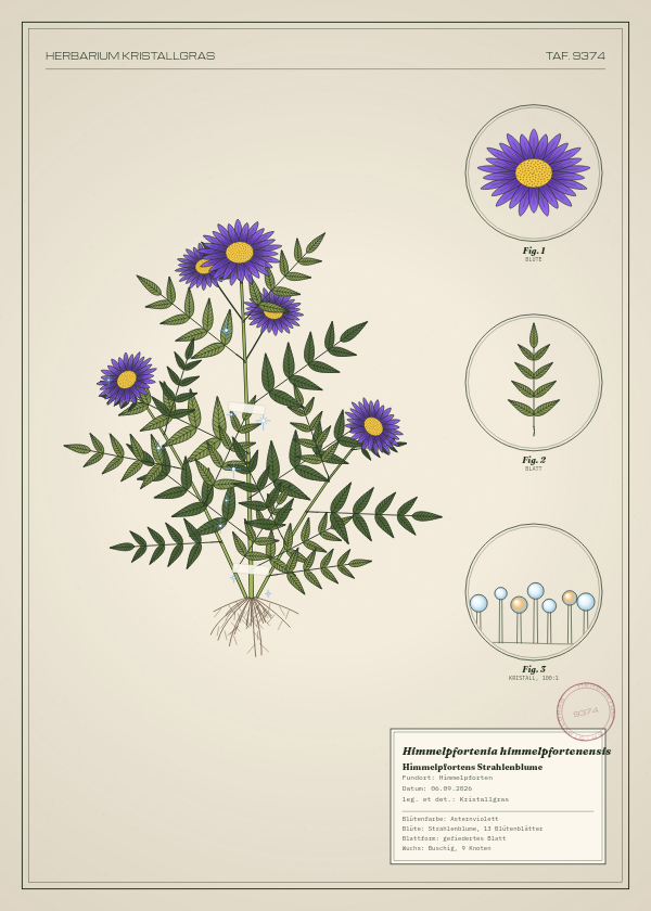 Botanische Tafel: Himmelpfortenia himmelpfortenensis, eine erfundene Pflanze aus Himmelpforten, gezeichnet wie in einem alten Pflanzenatlas