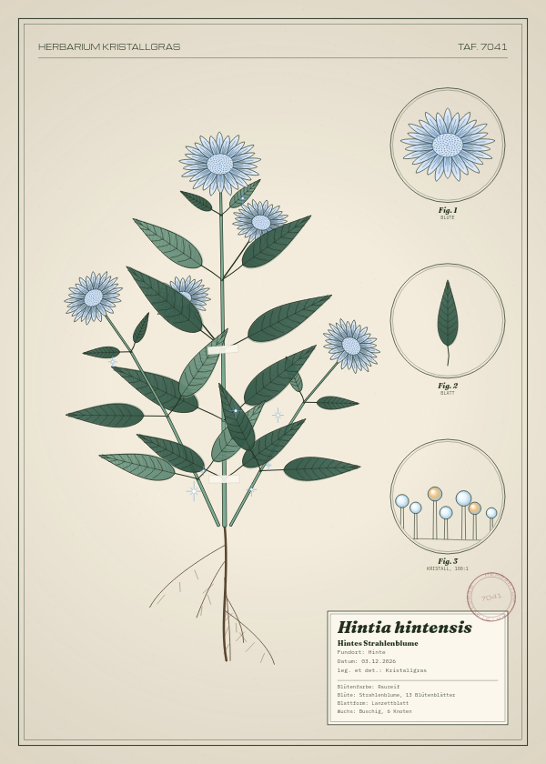Botanische Tafel: Hintia hintensis, eine erfundene Pflanze aus Hinte, gezeichnet wie in einem alten Pflanzenatlas