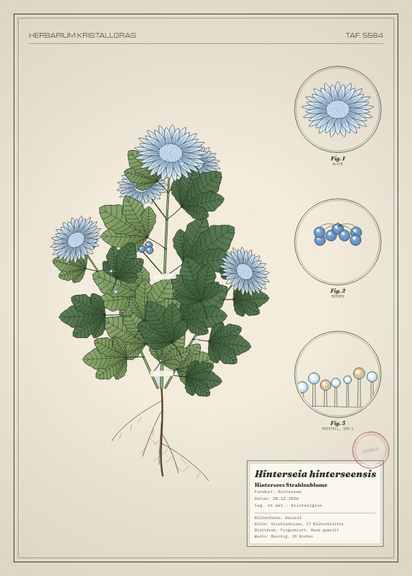 Botanische Tafel: Hinterseia hinterseensis, eine erfundene Pflanze aus Hintersee, gezeichnet wie in einem alten Pflanzenatlas