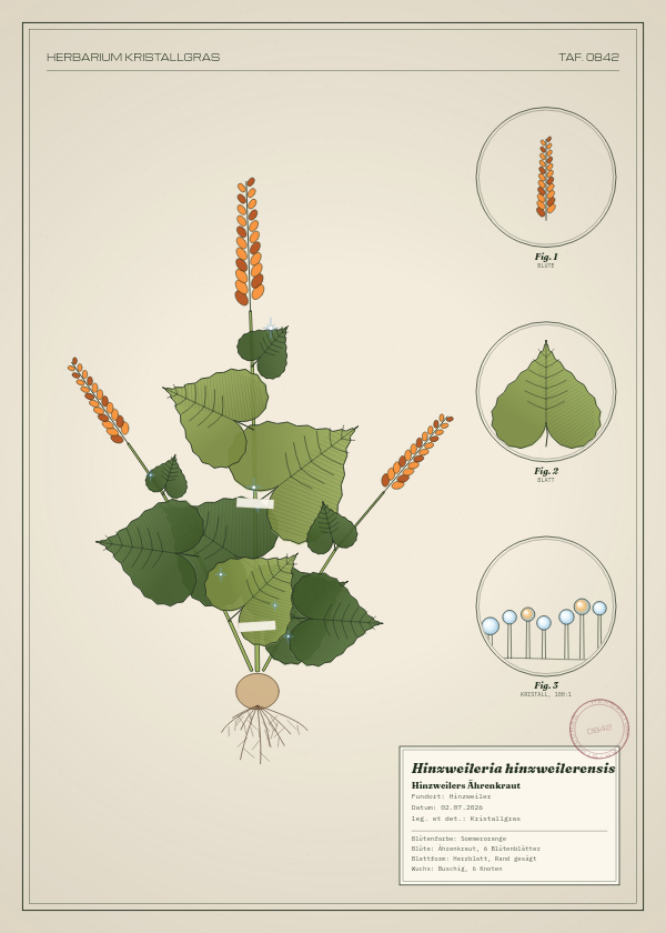 Botanische Tafel: Hinzweileria hinzweilerensis, eine erfundene Pflanze aus Hinzweiler, gezeichnet wie in einem alten Pflanzenatlas