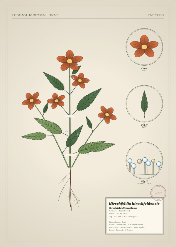Botanische Tafel: Hirschfeldia hirschfeldensis, eine erfundene Pflanze aus Hirschfeld, gezeichnet wie in einem alten Pflanzenatlas