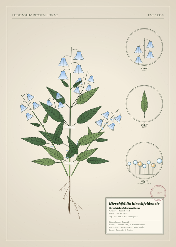 Botanische Tafel: Hirschfeldia hirschfeldensis, eine erfundene Pflanze aus Hirschfeld, gezeichnet wie in einem alten Pflanzenatlas