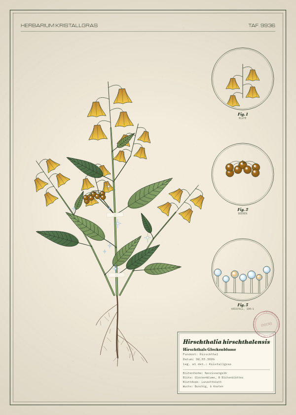 Botanische Tafel: Hirschthalia hirschthalensis, eine erfundene Pflanze aus Hirschthal, gezeichnet wie in einem alten Pflanzenatlas