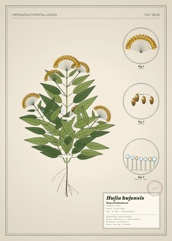 Botanische Tafel: Hujia hujensis, eine erfundene Pflanze aus Huje, gezeichnet wie in einem alten Pflanzenatlas