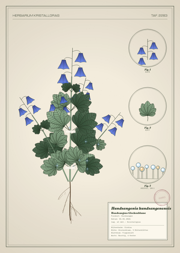 Botanische Tafel: Hundsangenia hundsangenensis, eine erfundene Pflanze aus Hundsangen, gezeichnet wie in einem alten Pflanzenatlas