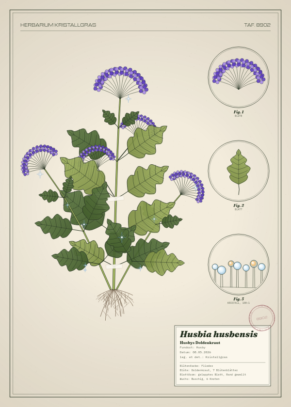 Botanische Tafel: Husbia husbensis, eine erfundene Pflanze aus Husby, gezeichnet wie in einem alten Pflanzenatlas