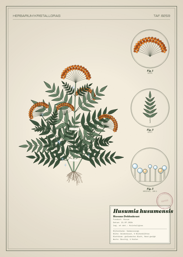 Botanische Tafel: Husumia husumensis, eine erfundene Pflanze aus Husum, gezeichnet wie in einem alten Pflanzenatlas
