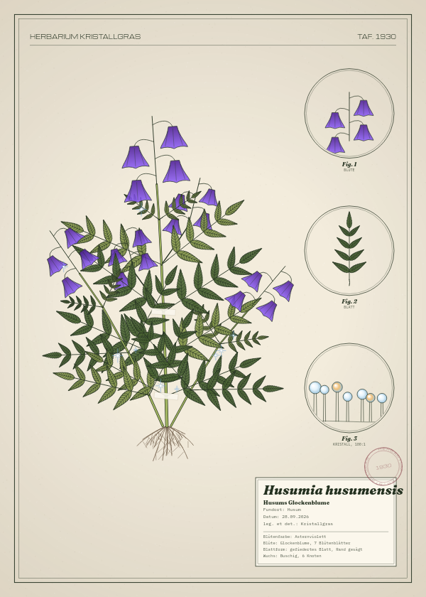 Botanische Tafel: Husumia husumensis, eine erfundene Pflanze aus Husum, gezeichnet wie in einem alten Pflanzenatlas