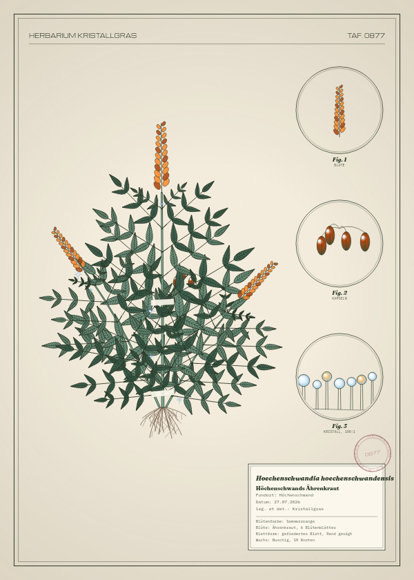 Botanische Tafel: Hoechenschwandia hoechenschwandensis, eine erfundene Pflanze aus Höchenschwand, gezeichnet wie in einem alten Pflanzenatlas