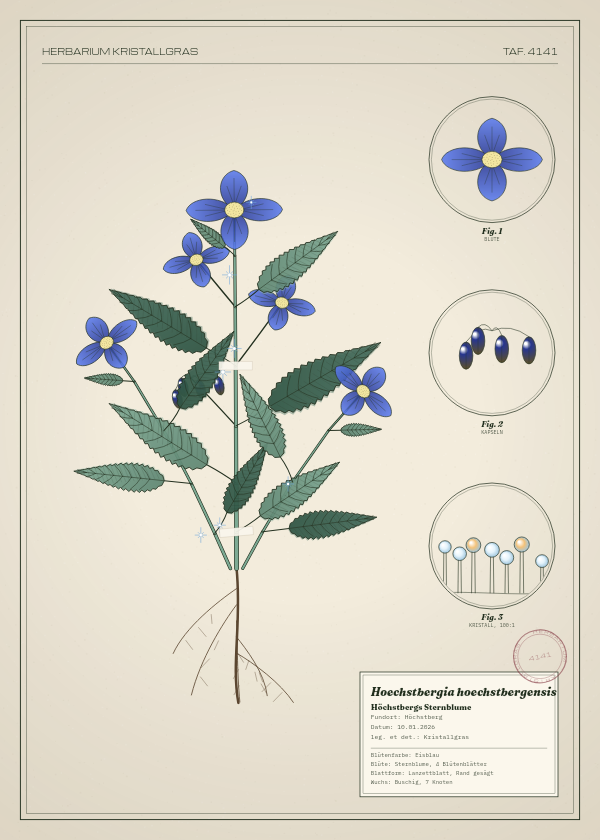 Botanische Tafel: Hoechstbergia hoechstbergensis, eine erfundene Pflanze aus Höchstberg, gezeichnet wie in einem alten Pflanzenatlas