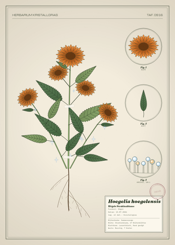 Botanische Tafel: Hoegelia hoegelensis, eine erfundene Pflanze aus Högel, gezeichnet wie in einem alten Pflanzenatlas