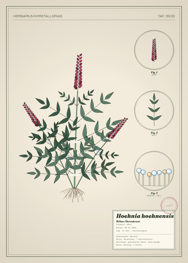 Botanische Tafel: Hoehnia hoehnensis, eine erfundene Pflanze aus Höhn, gezeichnet wie in einem alten Pflanzenatlas