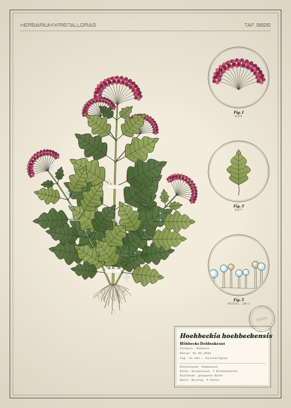Botanische Tafel: Hoehbeckia hoehbeckensis, eine erfundene Pflanze aus Höhbeck, gezeichnet wie in einem alten Pflanzenatlas