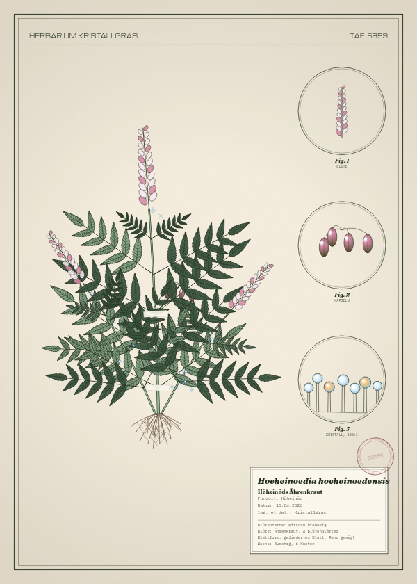 Botanische Tafel: Hoeheinoedia hoeheinoedensis, eine erfundene Pflanze aus Höheinöd, gezeichnet wie in einem alten Pflanzenatlas