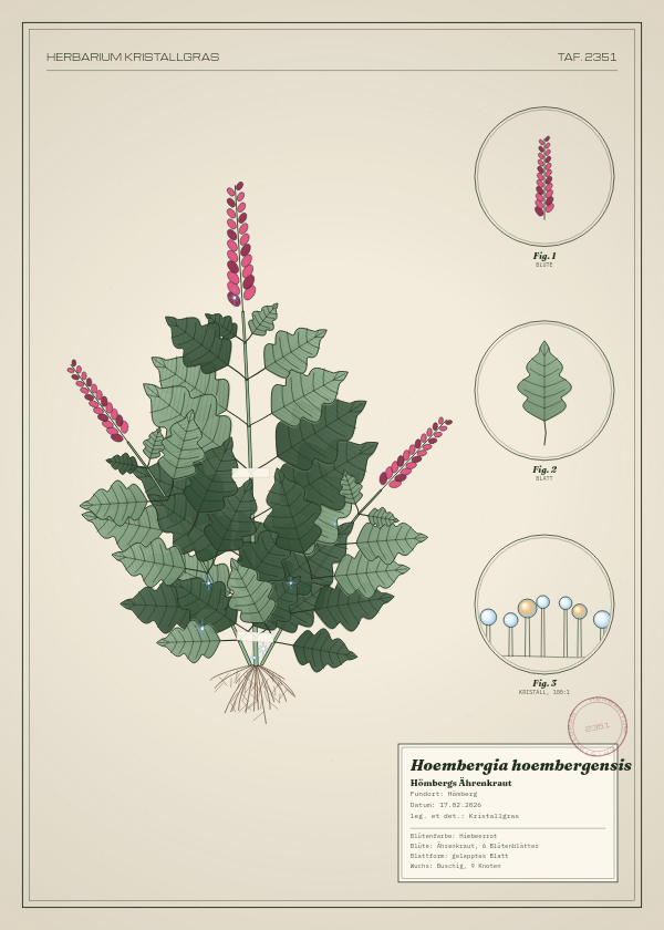 Botanische Tafel: Hoembergia hoembergensis, eine erfundene Pflanze aus Hömberg, gezeichnet wie in einem alten Pflanzenatlas