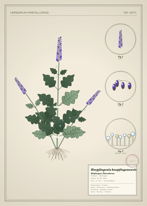 Botanische Tafel: Hoepfingenia hoepfingenensis, eine erfundene Pflanze aus Höpfingen, gezeichnet wie in einem alten Pflanzenatlas