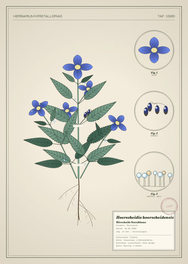 Botanische Tafel: Hoerscheidia hoerscheidensis, eine erfundene Pflanze aus Hörscheid, gezeichnet wie in einem alten Pflanzenatlas
