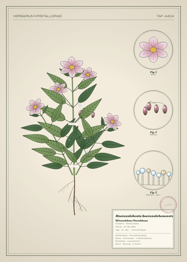 Botanische Tafel: Hoetenslebenia hoetenslebenensis, eine erfundene Pflanze aus Hötensleben, gezeichnet wie in einem alten Pflanzenatlas