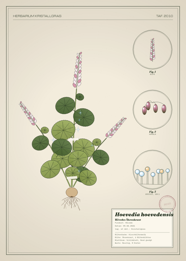 Botanische Tafel: Hoevedia hoevedensis, eine erfundene Pflanze aus Hövede, gezeichnet wie in einem alten Pflanzenatlas
