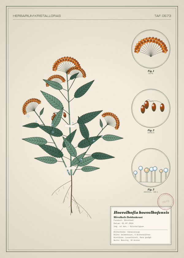 Botanische Tafel: Hoevelhofia hoevelhofensis, eine erfundene Pflanze aus Hövelhof, gezeichnet wie in einem alten Pflanzenatlas