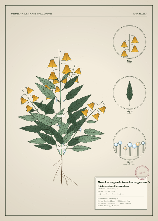 Botanische Tafel: Hueckeswagenia hueckeswagenensis, eine erfundene Pflanze aus Hückeswagen, gezeichnet wie in einem alten Pflanzenatlas