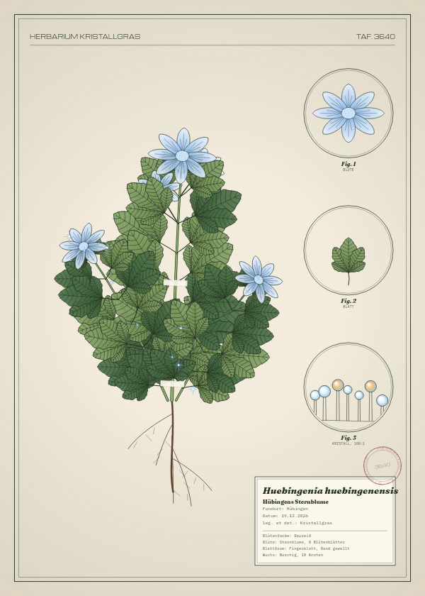 Botanische Tafel: Huebingenia huebingenensis, eine erfundene Pflanze aus Hübingen, gezeichnet wie in einem alten Pflanzenatlas