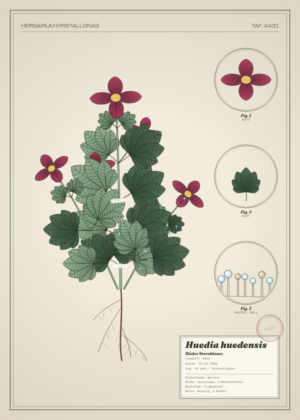 Botanische Tafel: Huedia huedensis, eine erfundene Pflanze aus Hüde, gezeichnet wie in einem alten Pflanzenatlas