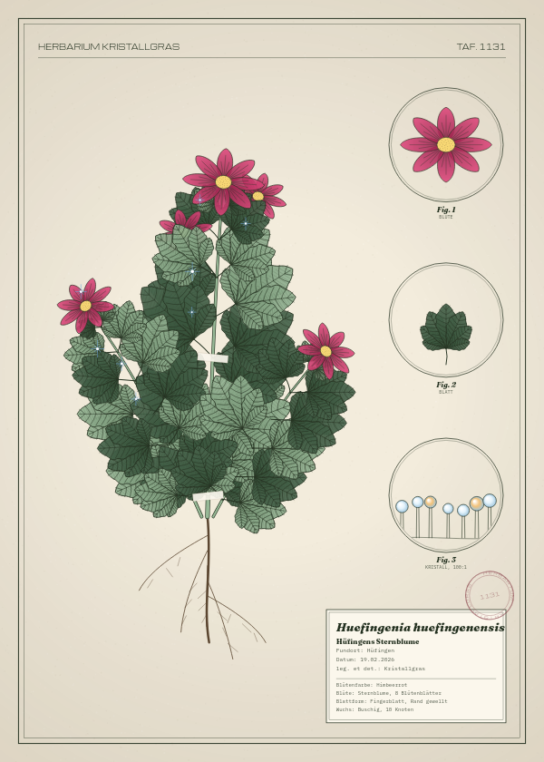 Botanische Tafel: Huefingenia huefingenensis, eine erfundene Pflanze aus Hüfingen, gezeichnet wie in einem alten Pflanzenatlas